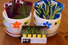 Load image into Gallery viewer, Herbaceous